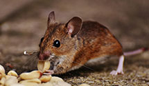 24 Hour & Emergency Exterminators in Laveen, AZ
